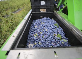 Co zrobić by produkcja borówek była nadal opłacalna?
