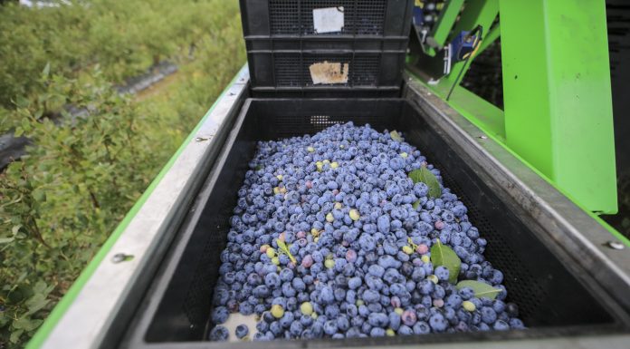 Co zrobić by produkcja borówek była nadal opłacalna?