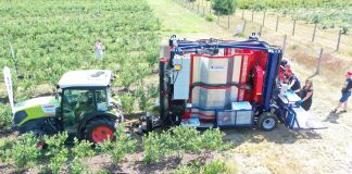 Kombajnowy zbiór borówki