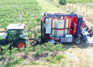 Kombajnowy zbiór borówki