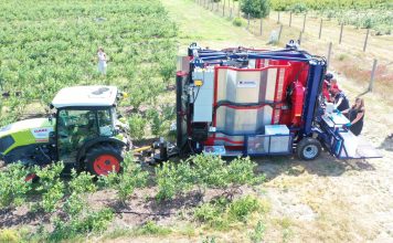 Kombajnowy zbiór borówki