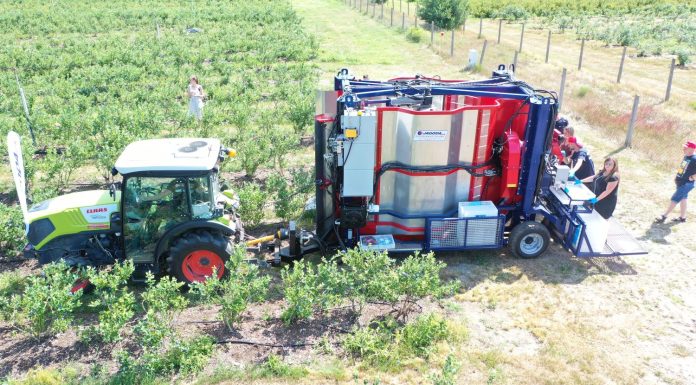 Kombajnowy zbiór borówki