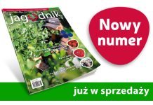 Jagodnik 6/2023 już w sprzedaży!