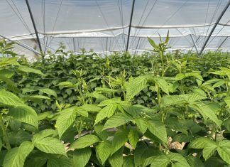 Łatwy w zastosowaniu i skutecznym produkt biologicznych w ochronie malin