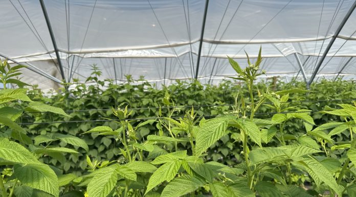 Łatwy w zastosowaniu i skutecznym produkt biologicznych w ochronie malin