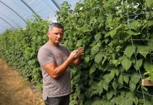 Rozwiązania sprzyjające biologicznej ochronie malin w tunelach