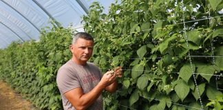 Rozwiązania sprzyjające biologicznej ochronie malin w tunelach