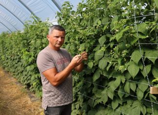 Rozwiązania sprzyjające biologicznej ochronie malin w tunelach