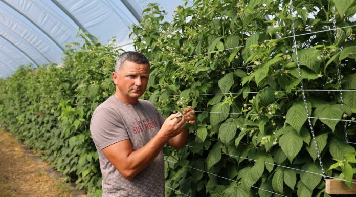 Rozwiązania sprzyjające biologicznej ochronie malin w tunelach
