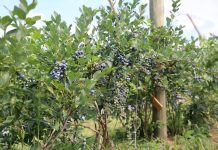 Ceny borówki na targowiskach i rynkach hurtowych w Polsce (8.09.2023)