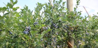 Ceny borówki na targowiskach i rynkach hurtowych w Polsce (8.09.2023)