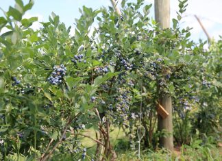 Chiny gigantem borówkowym?!