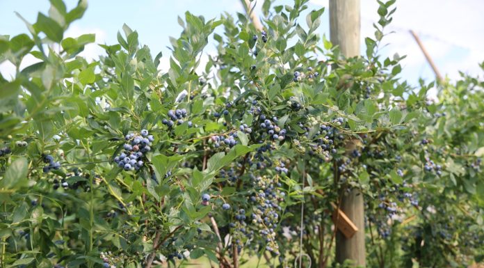 Zadbajmy o wczesne borówki po zbiorze oraz jakość owoców późniejszych odmian – aktualne rekomendacje