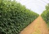 Maliny na Berry Forum 2026. Sprawdź pełny program drugiego dnia konferencji plantacja malin w tunelu zblokowanym