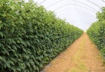 Efektowe i sprawdzone rozwiązania w uprawie malin – z doświadczeń do praktyki