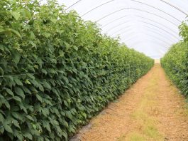 Maliny na Berry Forum 2026. Sprawdź pełny program drugiego dnia konferencji plantacja malin w tunelu zblokowanym