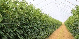 Efektowe i sprawdzone rozwiązania w uprawie malin – z doświadczeń do praktyki