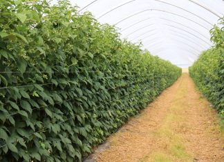 Efektowe i sprawdzone rozwiązania w uprawie malin – z doświadczeń do praktyki