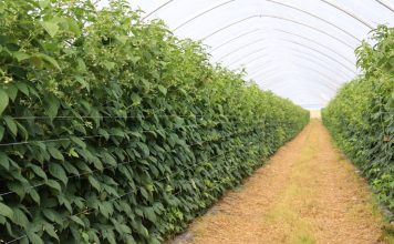 Maliny na Berry Forum 2026. Sprawdź pełny program drugiego dnia konferencji plantacja malin w tunelu zblokowanym