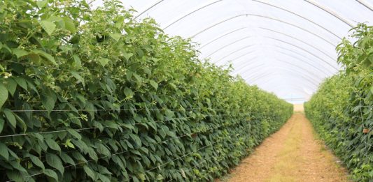 Maliny na Berry Forum 2026. Sprawdź pełny program drugiego dnia konferencji plantacja malin w tunelu zblokowanym