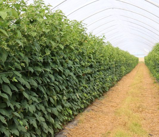 Maliny na Berry Forum 2026. Sprawdź pełny program drugiego dnia konferencji plantacja malin w tunelu zblokowanym