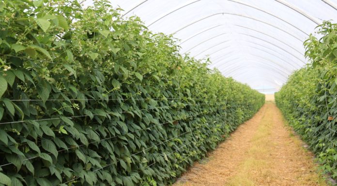 Efektowe i sprawdzone rozwiązania w uprawie malin – z doświadczeń do praktyki