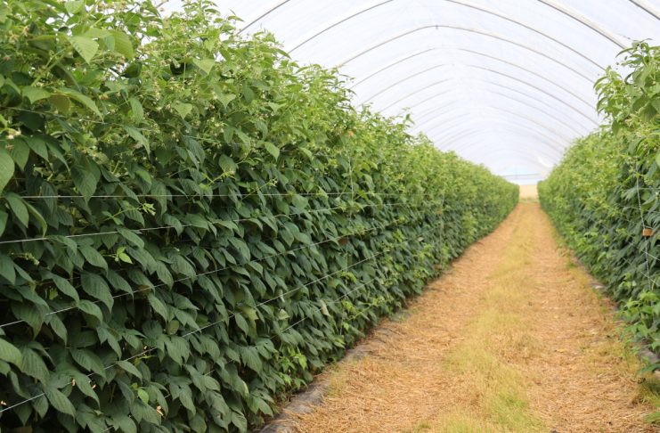 Maliny na Berry Forum 2026. Sprawdź pełny program drugiego dnia konferencji plantacja malin w tunelu zblokowanym