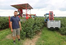 Udany zbiór porzeczki czarnej w 2023 roku?! Czy to możliwe?