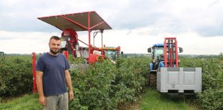 Udany zbiór porzeczki czarnej w 2023 roku?! Czy to możliwe?