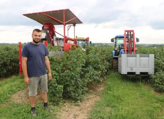 Udany zbiór porzeczki czarnej w 2023 roku?! Czy to możliwe?
