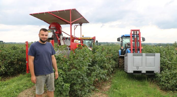 Udany zbiór porzeczki czarnej w 2023 roku?! Czy to możliwe?
