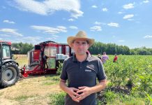 Zbiór borówki przy pomocy kombajnu