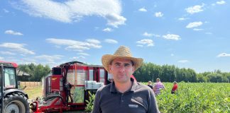 Zbiór borówki przy pomocy kombajnu