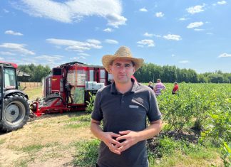 Zbiór borówki przy pomocy kombajnu