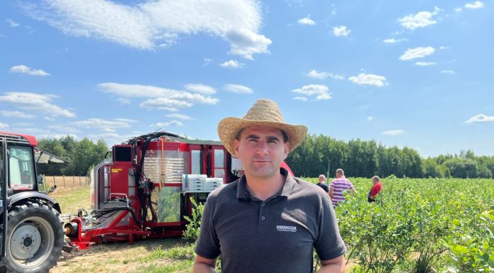 Zbiór borówki przy pomocy kombajnu