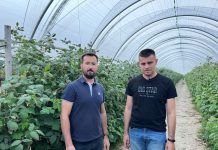 Nawożenie malin letnich – podsumowanie najważniejszych zagadnień