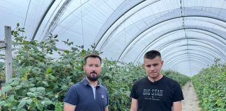 Nawożenie malin letnich – podsumowanie najważniejszych zagadnień