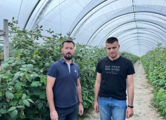 Nawożenie malin letnich – podsumowanie najważniejszych zagadnień