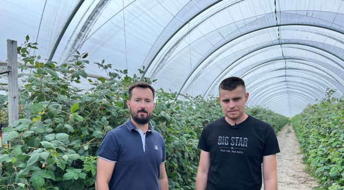 Nawożenie malin letnich – podsumowanie najważniejszych zagadnień