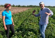 Jak zadbać o plantacje truskawek po zbiorach owoców?