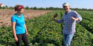 Jak zadbać o plantacje truskawek po zbiorach owoców?