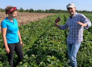 Jak zadbać o plantacje truskawek po zbiorach owoców?