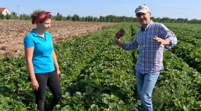 Jak zadbać o plantacje truskawek po zbiorach owoców?