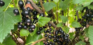 Skuteczne nawożenie i ochrona w uprawie porzeczki (cz. I)