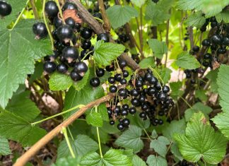 Skuteczne nawożenie i ochrona w uprawie porzeczki (cz. I)