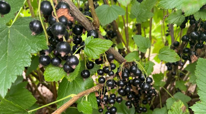 Skuteczne nawożenie i ochrona w uprawie porzeczki (cz. I)