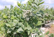 Ochrona odmian borówek o średnim terminie dojrzewania owoców