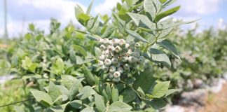 Ochrona odmian borówek o średnim terminie dojrzewania owoców