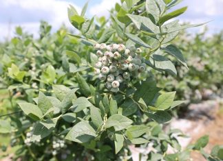 Ochrona odmian borówek o średnim terminie dojrzewania owoców