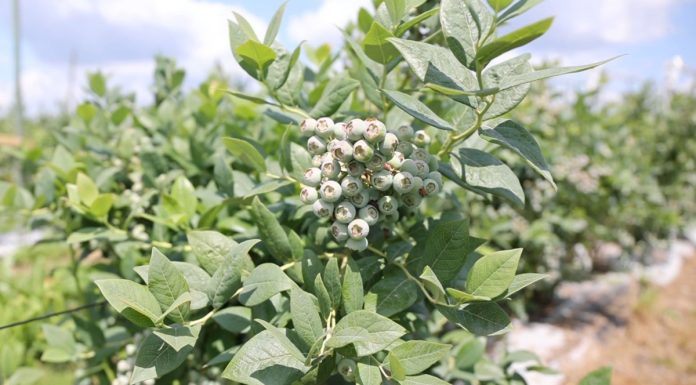 Ochrona odmian borówek o średnim terminie dojrzewania owoców